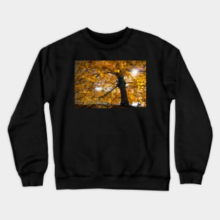 Golden sunshine in the fall in Central Park, New York Crewneck Sweatshirt